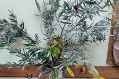 festa autunno 2019 SFH (7)