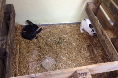 10877798_10205267092458657_664584164_n